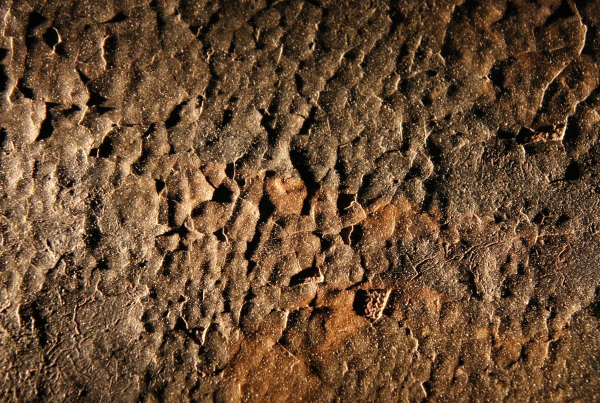Examen rapproché d’un tableau ancien sur chevalet lors d’un diagnostic de restauration à Nice.